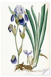 Wall sticker Iris Germanica