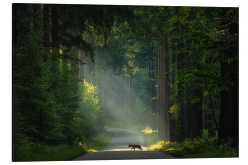 Alubild Der Wolf in den Niederlanden