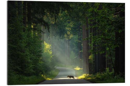 Gallery print The wolf in the Netherlands