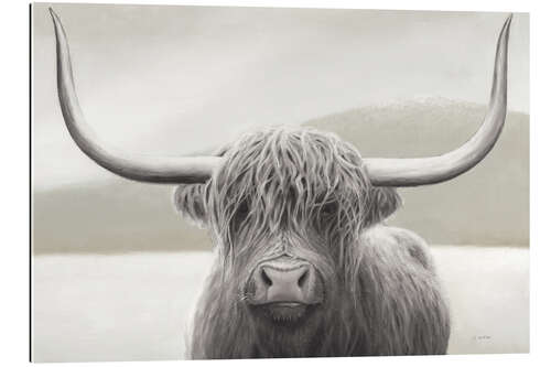 Quadro em plexi-alumínio Shaggy Highland Cattle