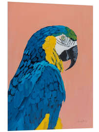 Foam board print Blue and Gold Macaw