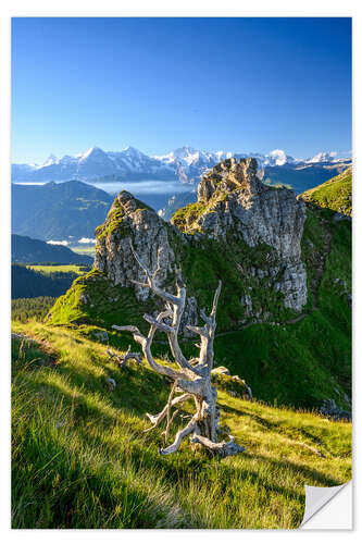 Naklejka na ścianę Dead tree in the Bernese Oberland