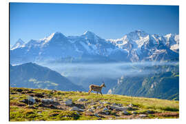 Aluminiumtavla Capricorn in front of the Eiger, Mönch and Jungfrau