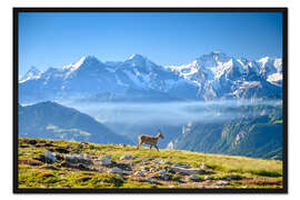 Gerahmter Kunstdruck Steinbock vor Eiger, Mönch und Jungfrau
