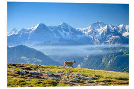 Foam board print Capricorn in front of the Eiger, Mönch and Jungfrau