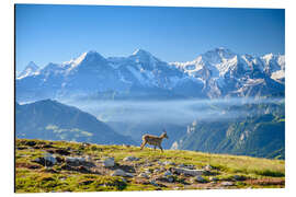 Magnettafel Steinbock vor Eiger, Mönch und Jungfrau
