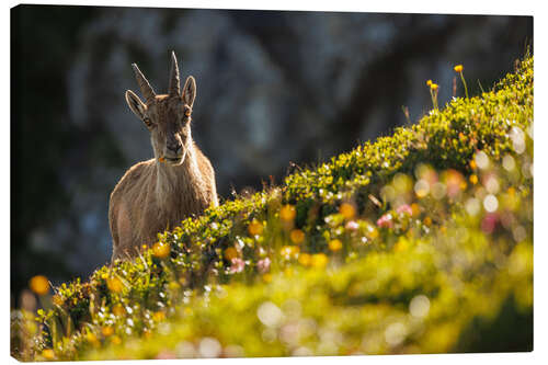 Lerretsbilde Capricorn with a flower in the Bernese Alps