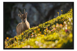 Gerahmter Kunstdruck Steinbock mit Blume in den Berner Alpen