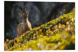 Foam board print Capricorn with a flower in the Bernese Alps