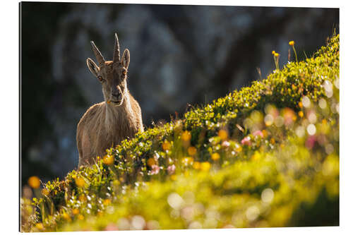 Gallery Print Steinbock mit Blume in den Berner Alpen