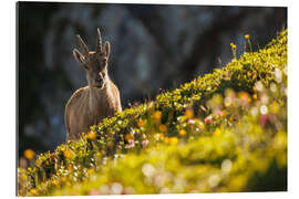 Gallery print Capricorn with a flower in the Bernese Alps