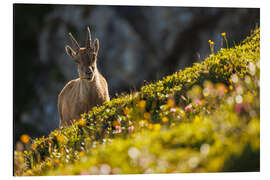 Magnettafel Steinbock mit Blume in den Berner Alpen