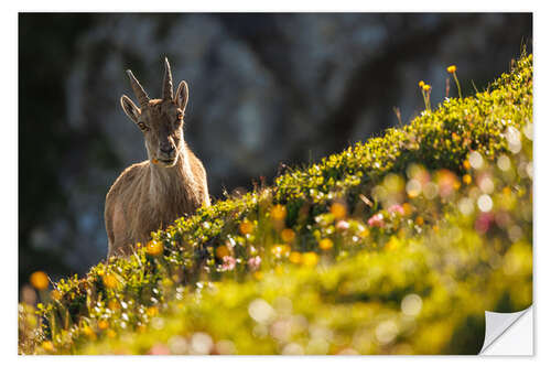 Autocolante decorativo Capricorn with a flower in the Bernese Alps