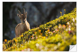 Wandsticker Steinbock mit Blume in den Berner Alpen