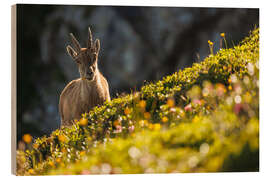 Wood print Capricorn with a flower in the Bernese Alps