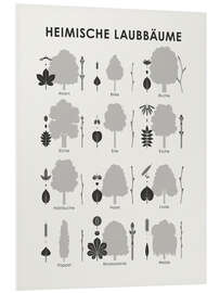 Foam board print Native deciduous trees (German)