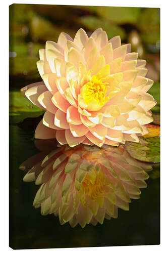 Canvas-taulu Water lily on the pond