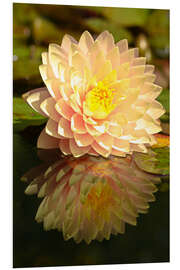 Tableau en PVC Water lily on the pond