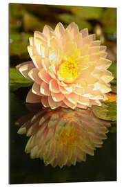 Tableau en plexi-alu Water lily on the pond