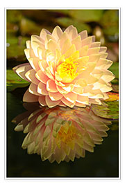 Wall print  Water lily on the pond - Bernhard Kaiser