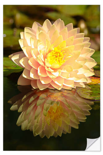 Vinilo para la pared Water lily on the pond