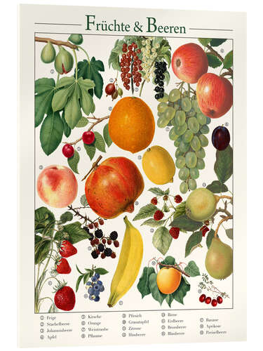 Acrylic print Vintage Fruits & Berries (German)