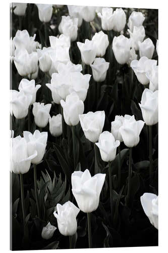 Tableau en verre acrylique White tulips on black