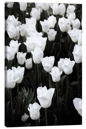 Canvas print White tulips on black