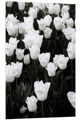 Tableau en PVC White tulips on black