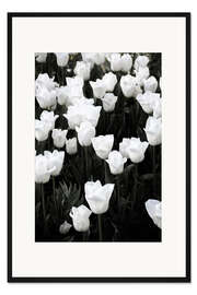 Gerahmter Kunstdruck Weiße Tulpen auf Schwarz
