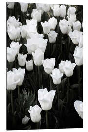 Galleritryck White tulips on black