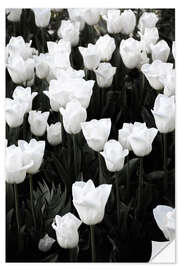 Sticker mural White tulips on black