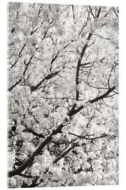 Acrylic print White Clouds of Cherry Blossoms