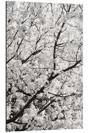 Tableau en aluminium White Clouds of Cherry Blossoms