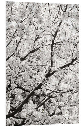 Foam board print White Clouds of Cherry Blossoms