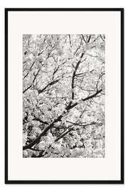 Gerahmter Kunstdruck Weiße Wolken von Kirschblüten