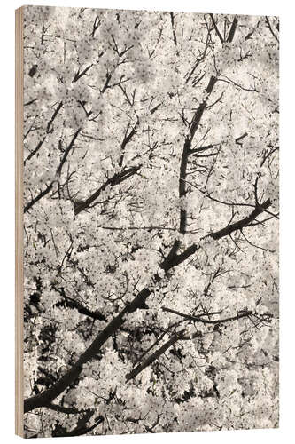 Puutaulu White Clouds of Cherry Blossoms