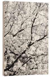 Hout print White Clouds of Cherry Blossoms