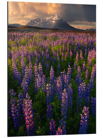 Aluminiumtavla Lupins at sunset