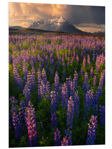 Bilde på skumplate Lupins at sunset