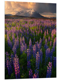 Stampa su PVC Lupins at sunset