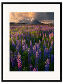 Innrammet kunsttrykk Lupins at sunset