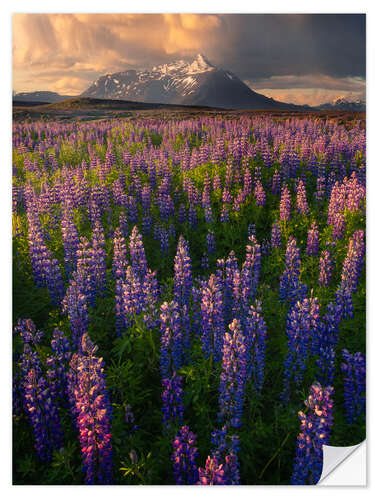 Wall sticker Lupins at sunset