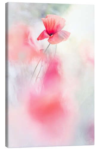 Canvas print Poppies dancing in the wind