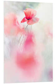 Foam board print Poppies dancing in the wind