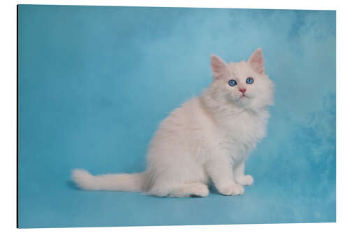 Tableau en aluminium White siberian kitten