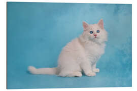 Tableau en aluminium White siberian kitten