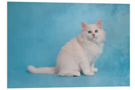 Foam board print White siberian kitten