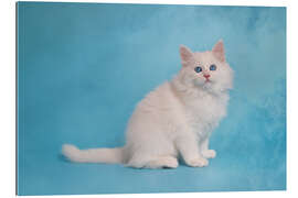 Gallery print White siberian kitten