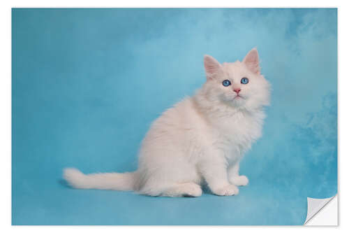 Wall sticker White siberian kitten